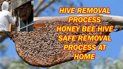 lv bees bee hive removal and honey|LVBees.com.